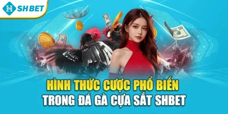 Hình thức cược phổ biến trong đá gà cựa sắt SHBET