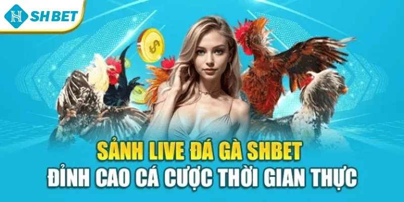 Sảnh Live Đá Gà Shbet – Đỉnh Cao Cá Cược Thời Gian Thực